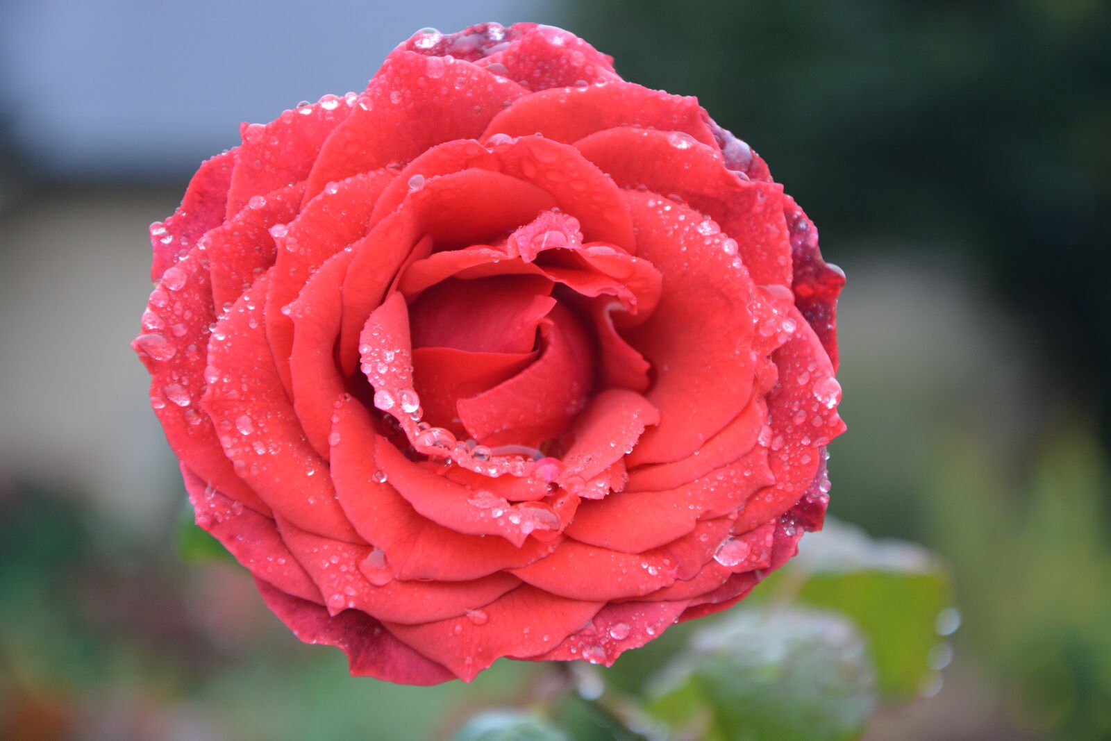 Nikon D5200 sample photo. Flower, red rose, droplets photography