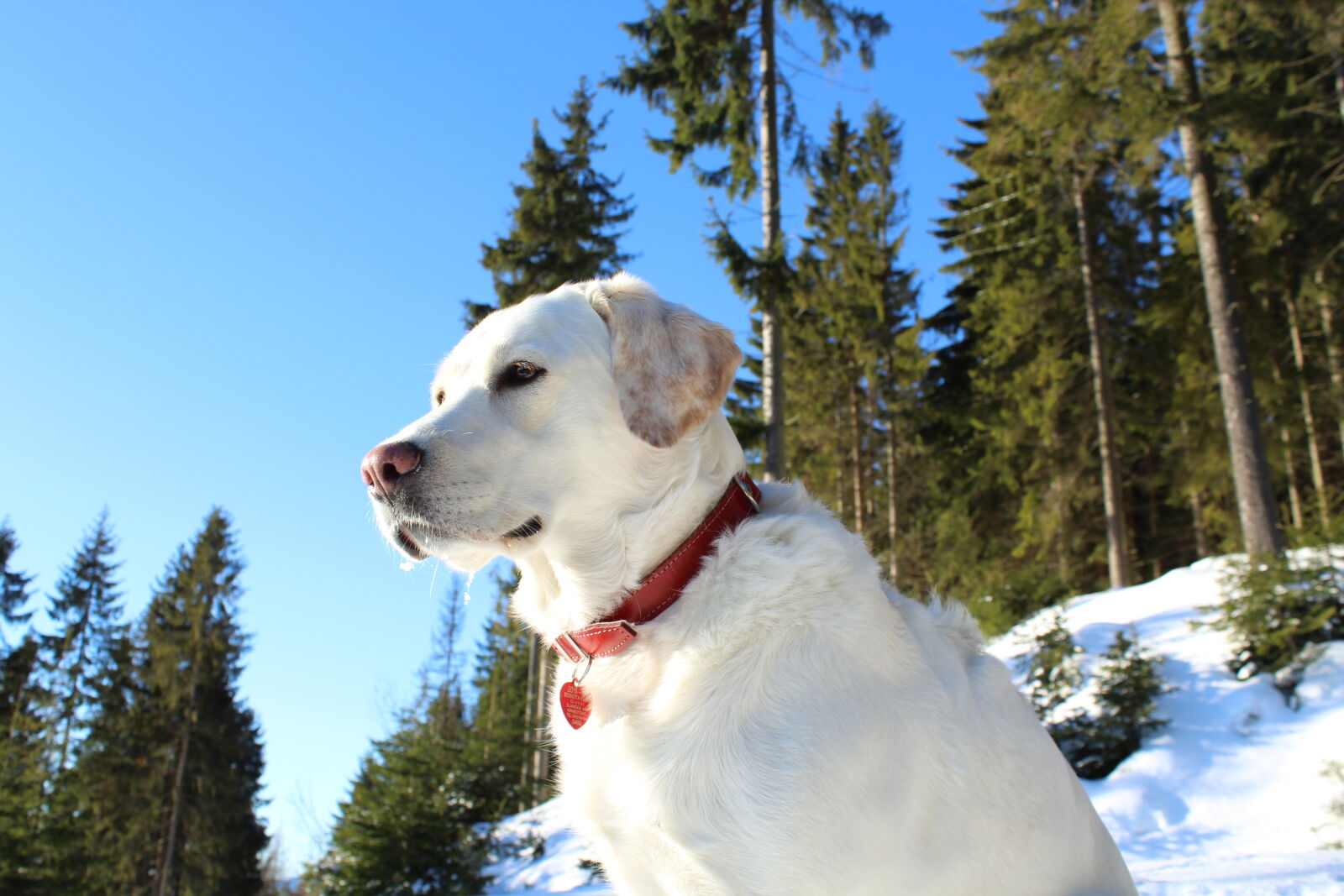 Canon EOS 1300D (EOS Rebel T6 / EOS Kiss X80) sample photo. Blue, sky, determination, dog photography