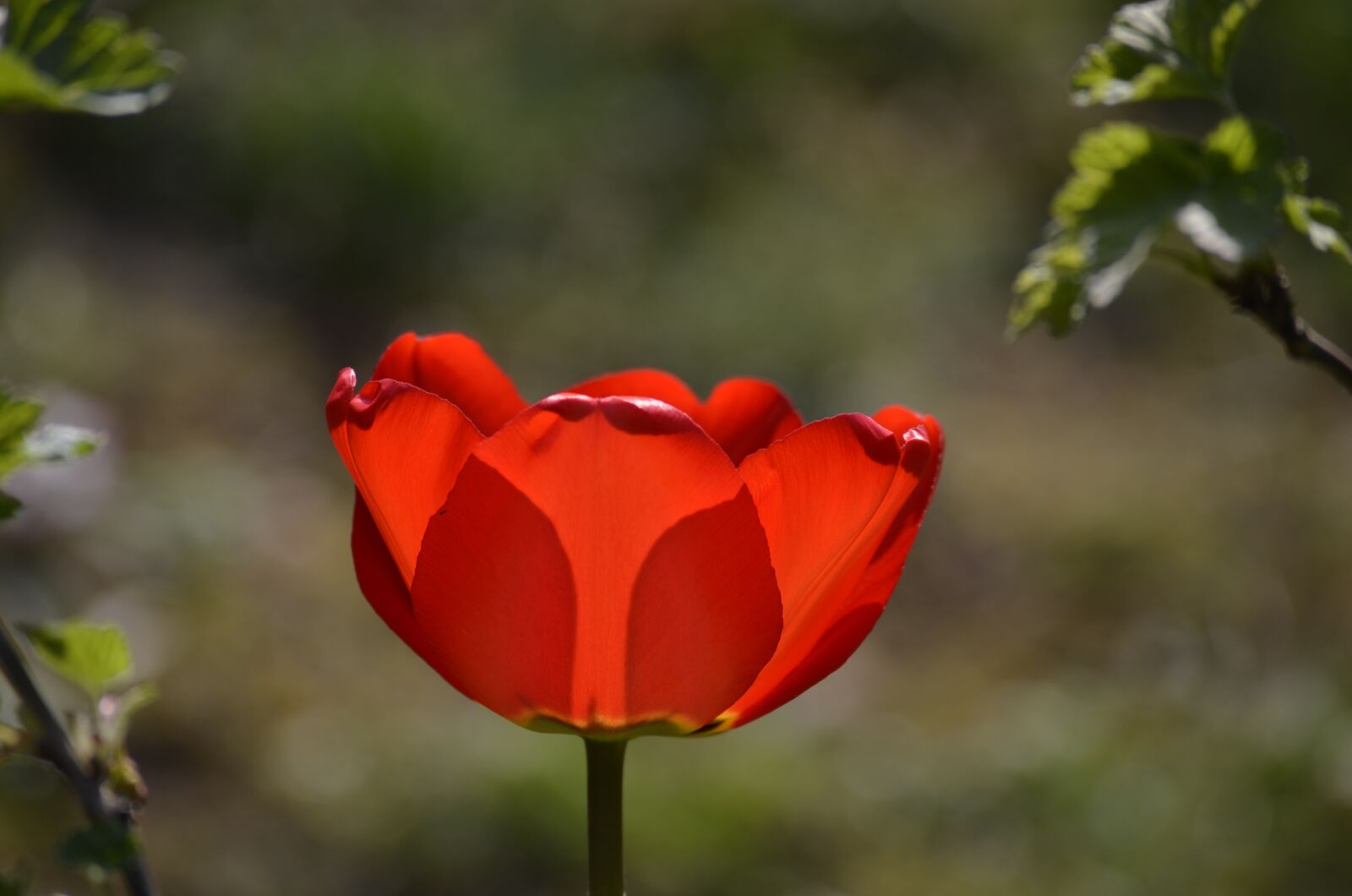 Nikon D5100 sample photo. Tulip, flower, blossom photography