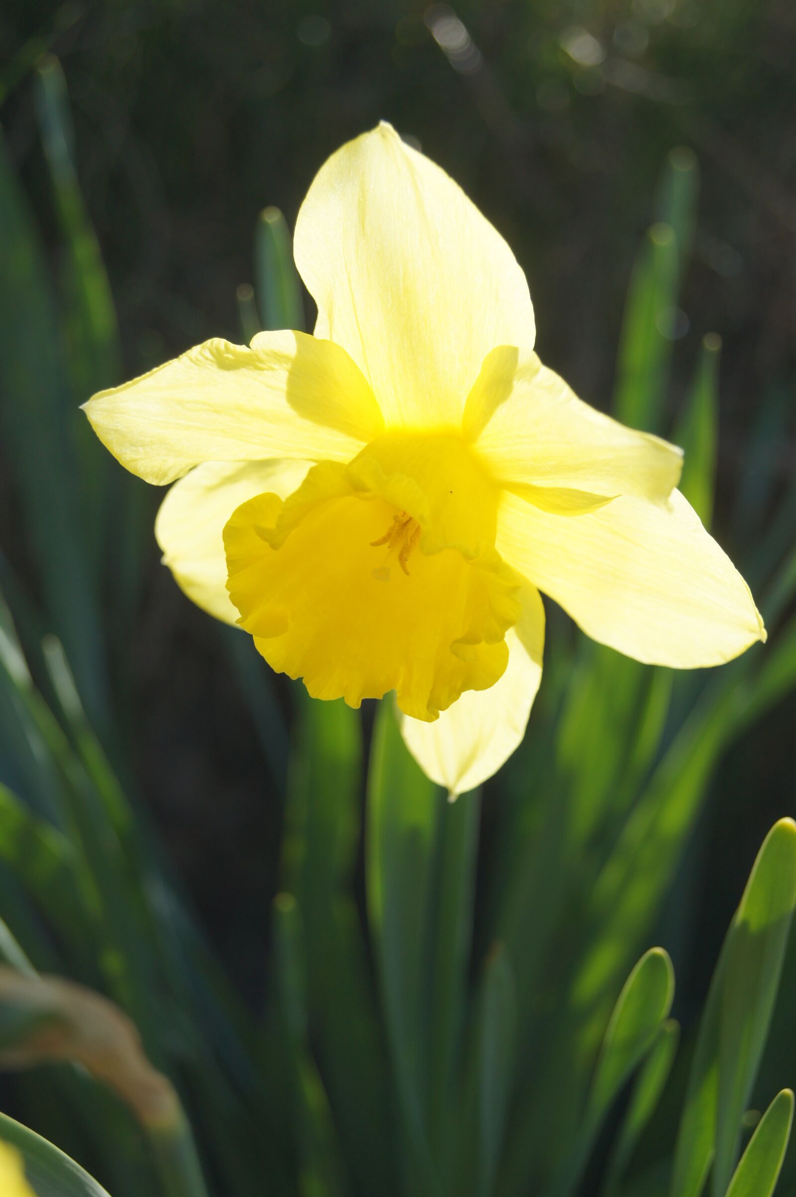Sony Alpha DSLR-A550 sample photo. Flower, easter, s photography