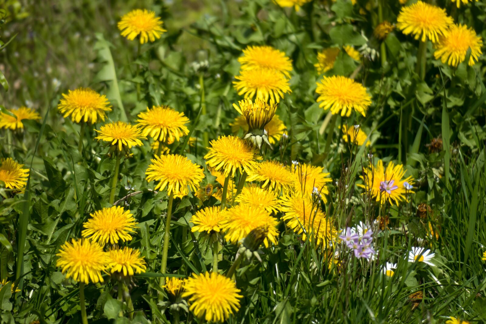Canon PowerShot G3 X sample photo. Flower meadow, dandelion, blossom photography