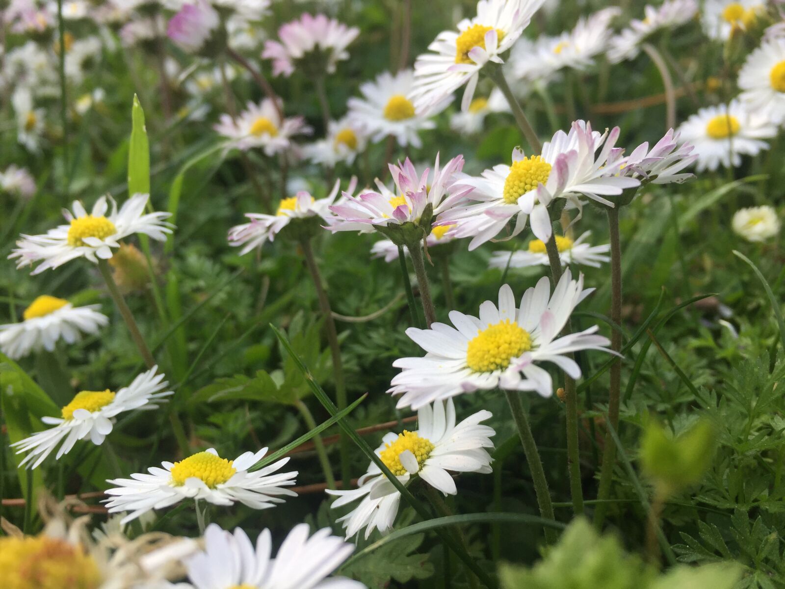 iPhone 6 back camera 4.15mm f/2.2 sample photo. Daisy, spring, flower photography