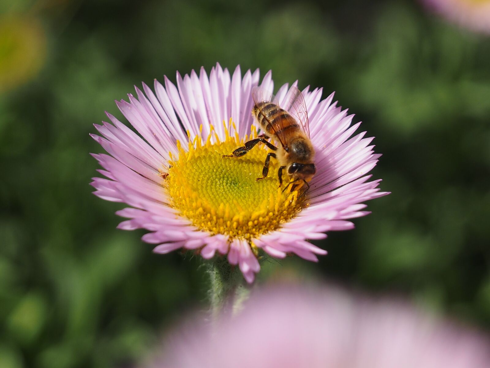 Olympus Zuiko Digital ED 12-60mm F2.8-4.0 SWD sample photo. Honey bee, lilac flower photography