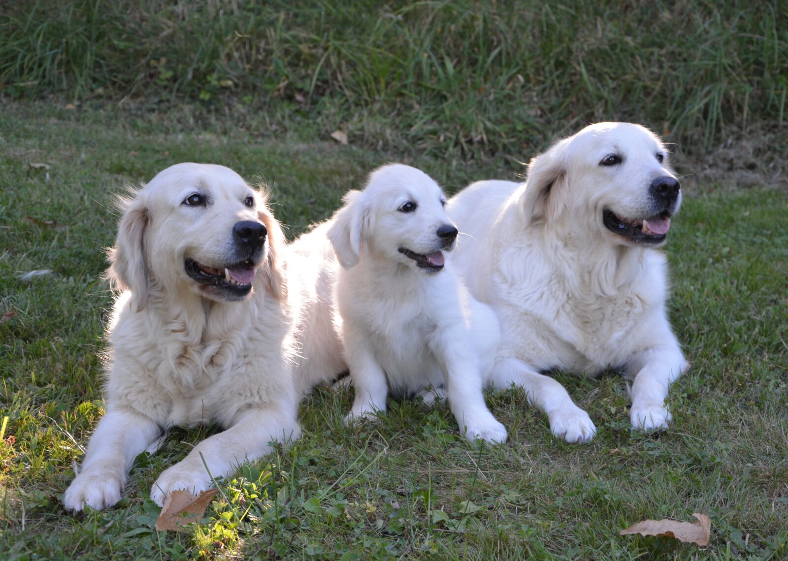 Nikon D5200 sample photo. Dog dogs, puppy, young photography