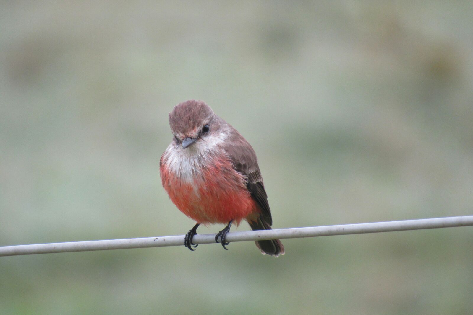 Canon PowerShot SX530 HS sample photo. Vermilion flycatcher, bird, nature photography