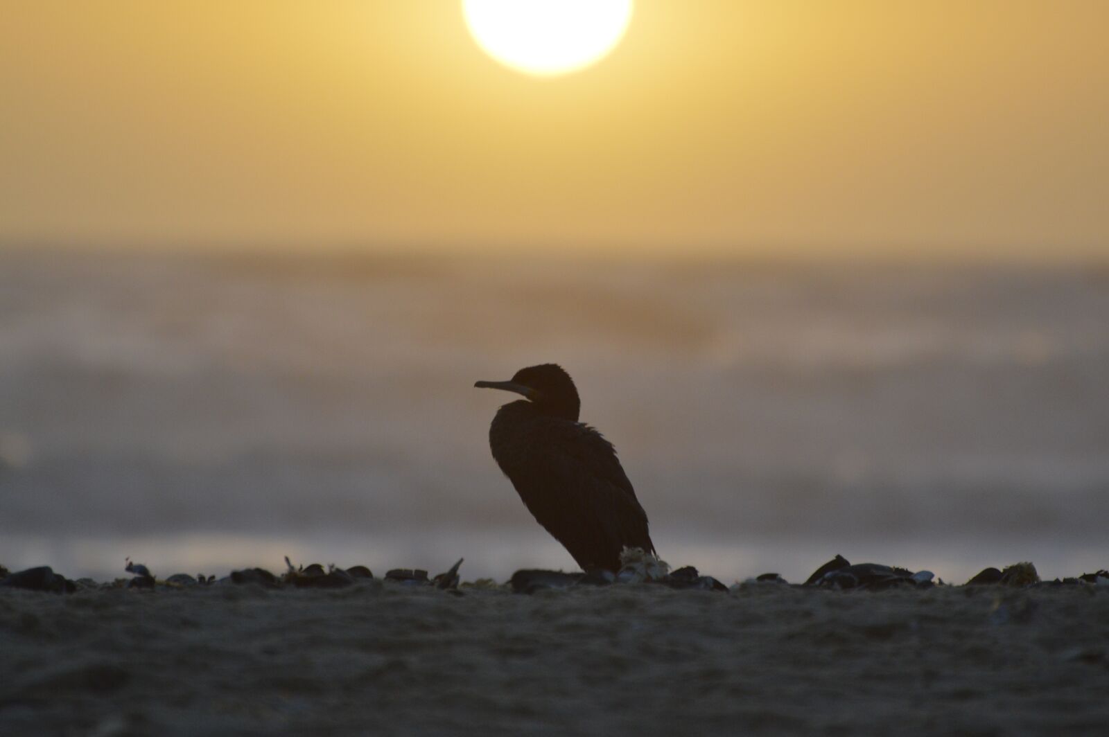 Nikon D3200 sample photo. Cormorant, sunset, sea photography