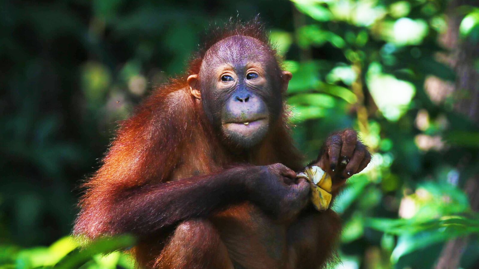 Canon EF 70-200mm F2.8L IS II USM sample photo. Orangutan, ape, primate photography
