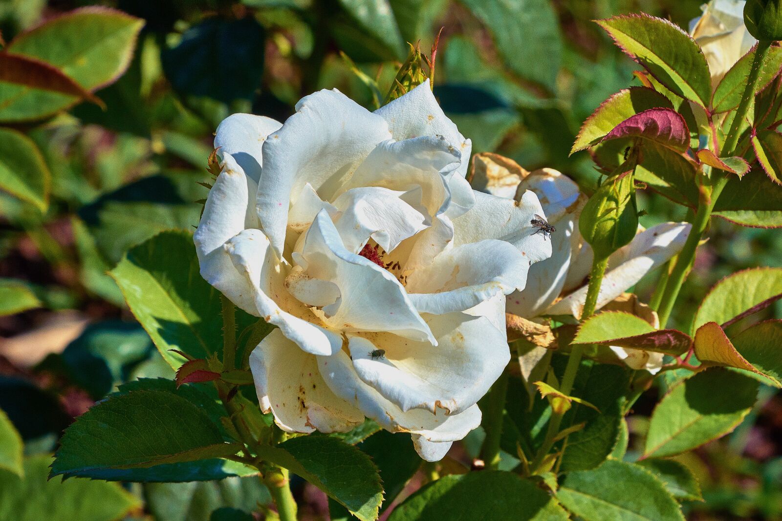 Nikon D7200 sample photo. Rosa, white, leaves photography