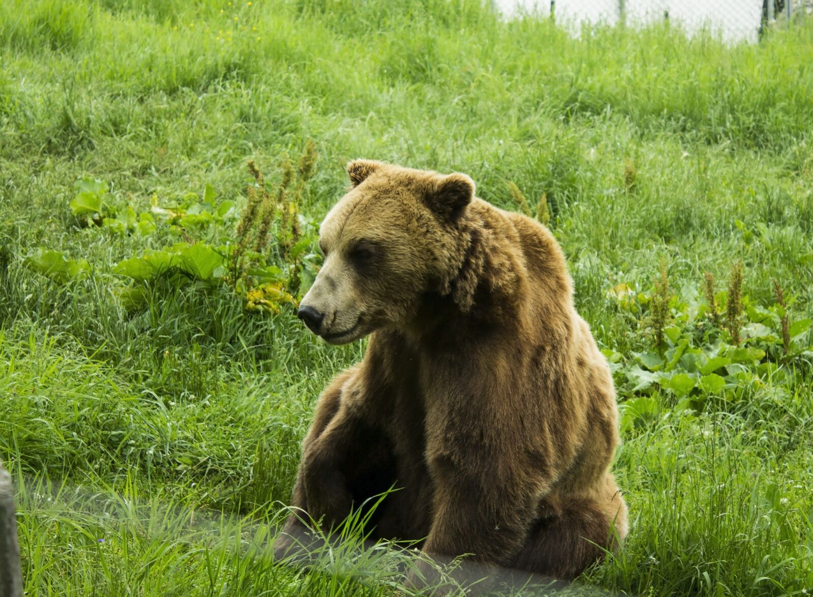 Canon EOS 1100D (EOS Rebel T3 / EOS Kiss X50) sample photo. Bear, green, nature photography