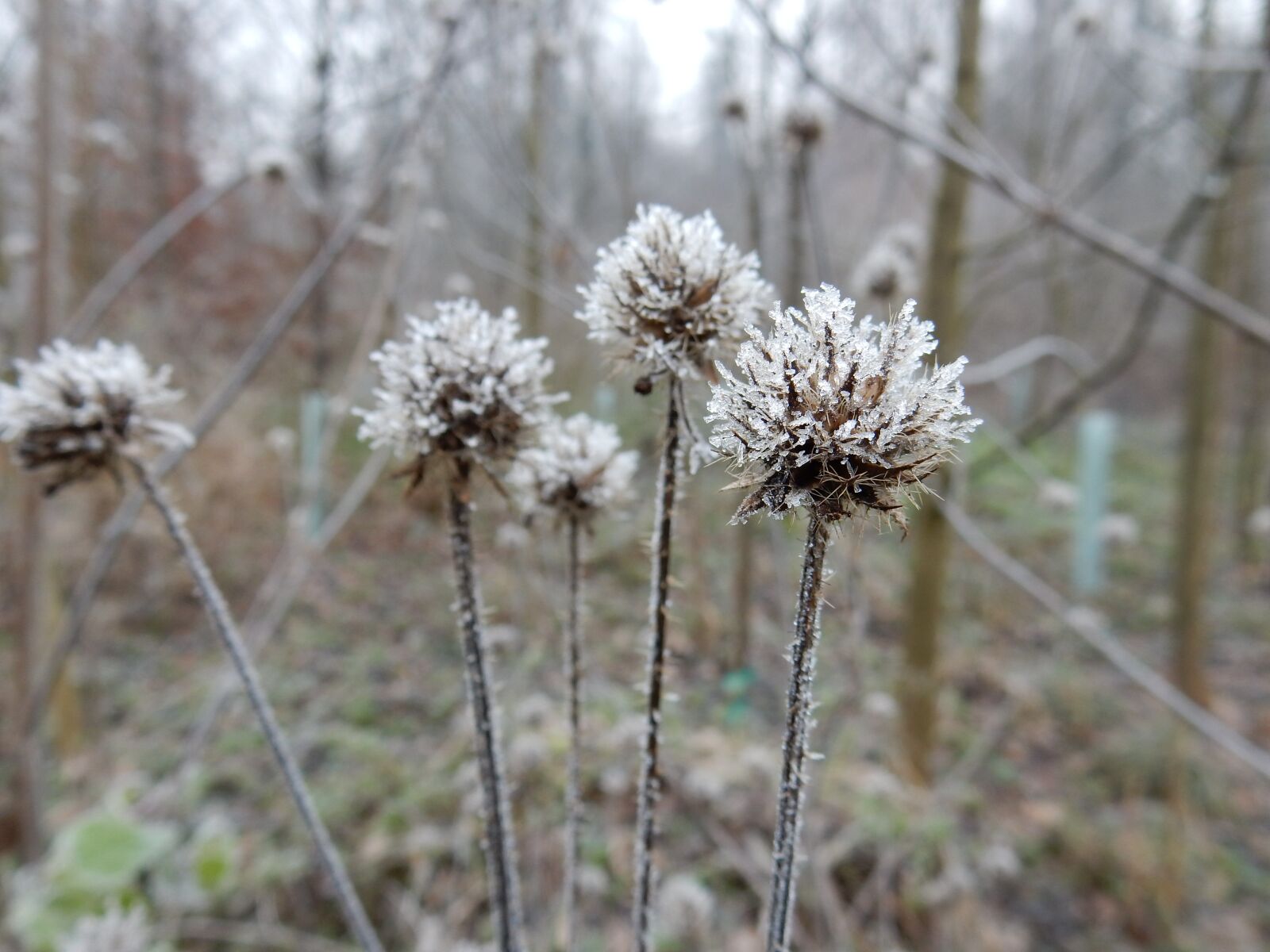 Nikon Coolpix S9900 sample photo. Frost, crystal, ice photography