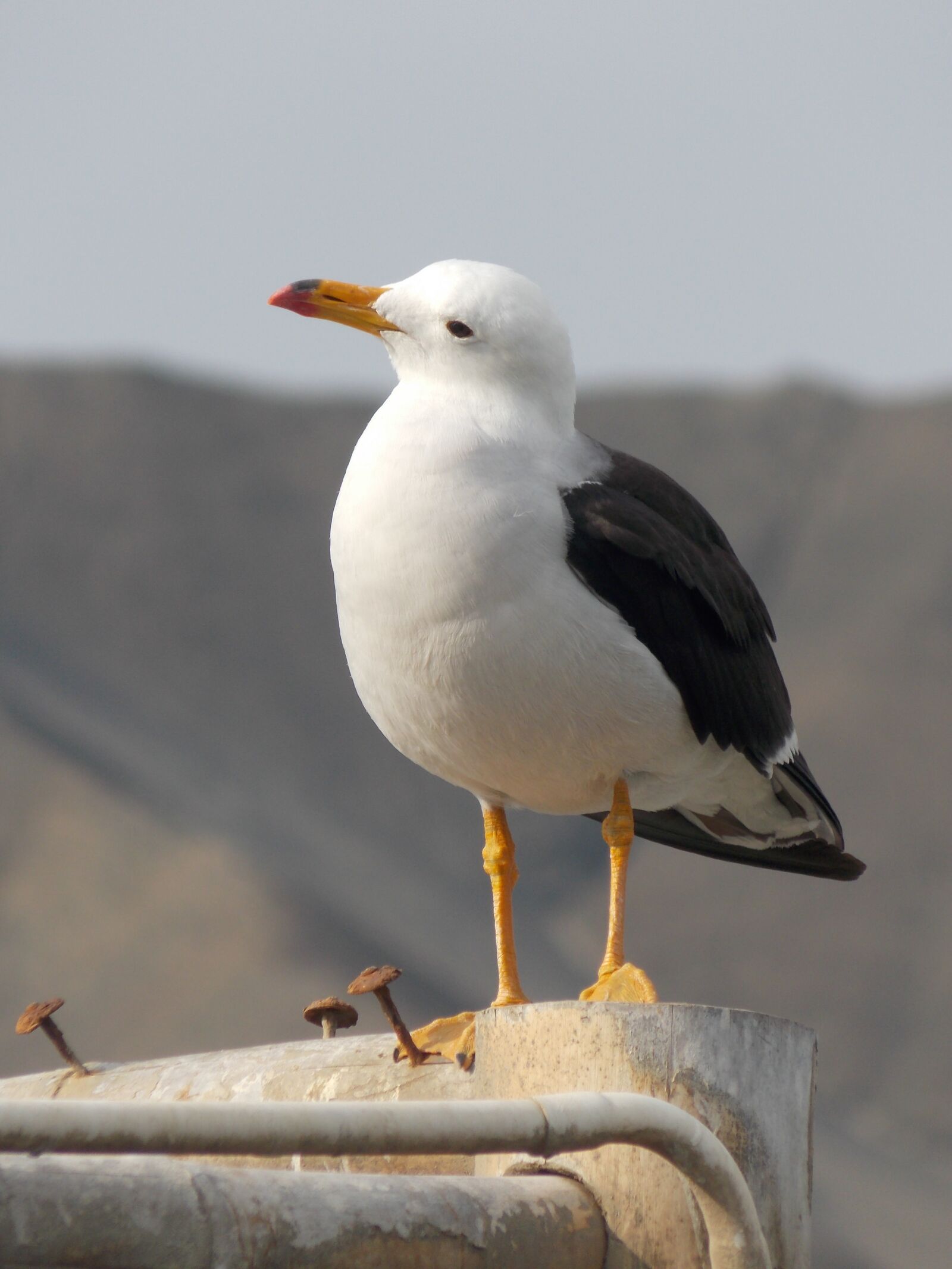Nikon COOLPIX L320 sample photo. Seagull, birds, animals photography