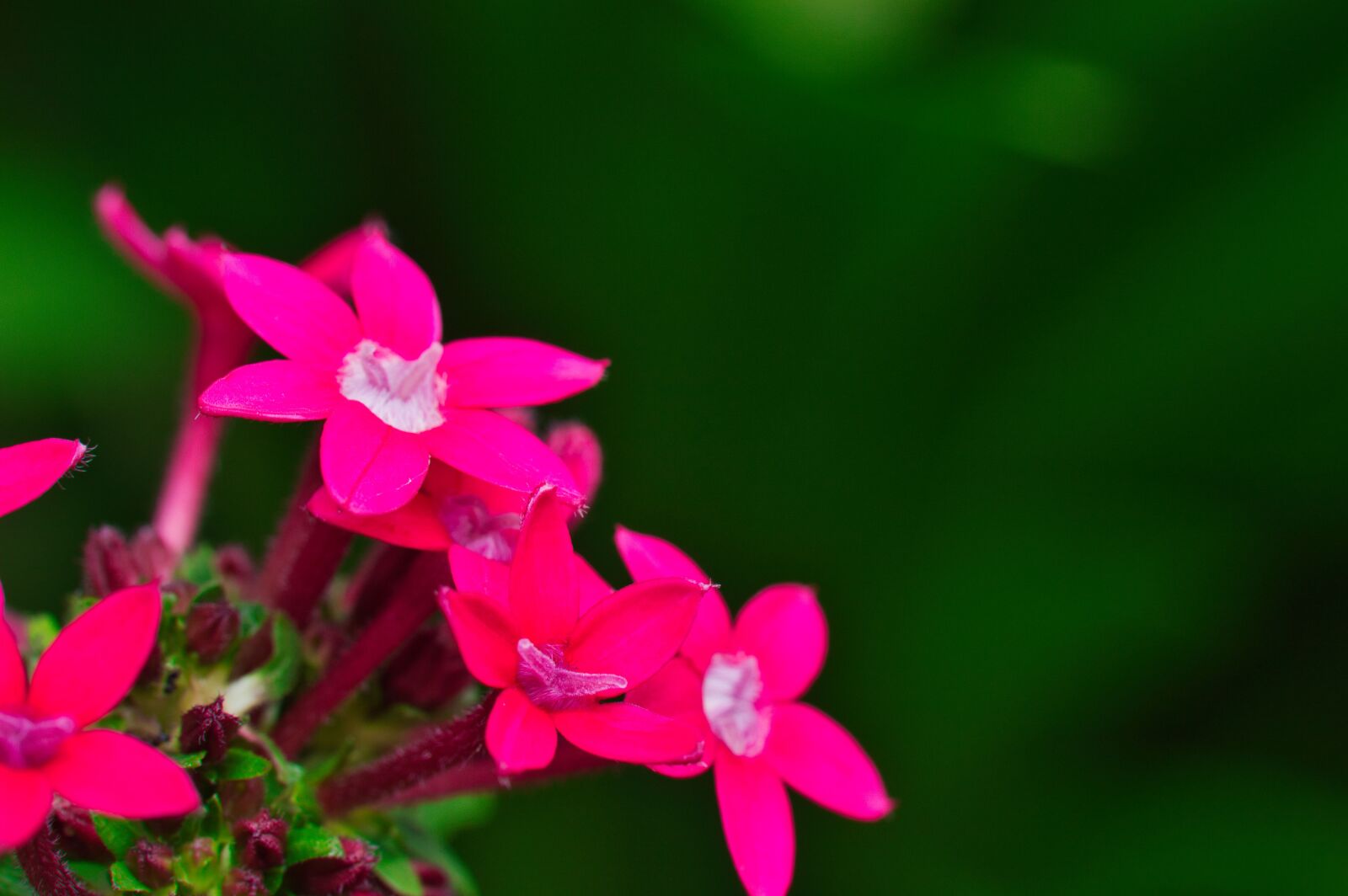 Nikon D3200 sample photo. Pink flowers, flowers, bloom photography