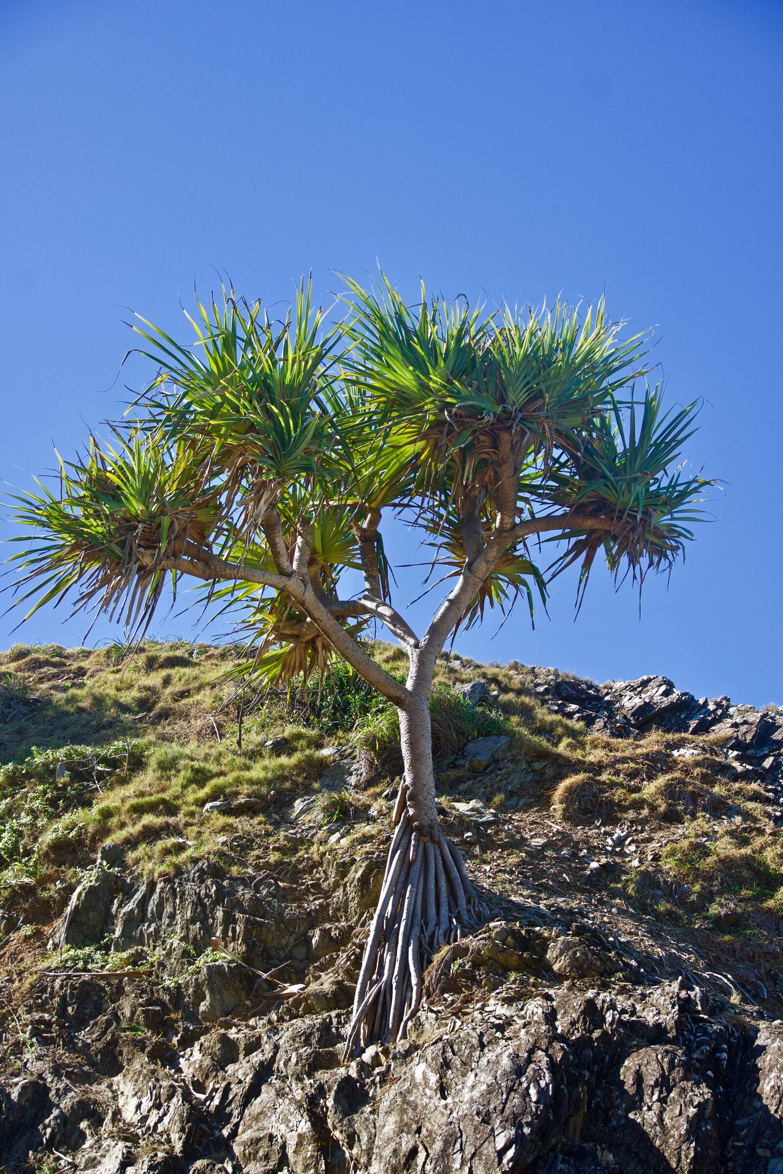 Sony E 18-135mm F3.5-5.6 OSS sample photo. Lone, single, tree photography