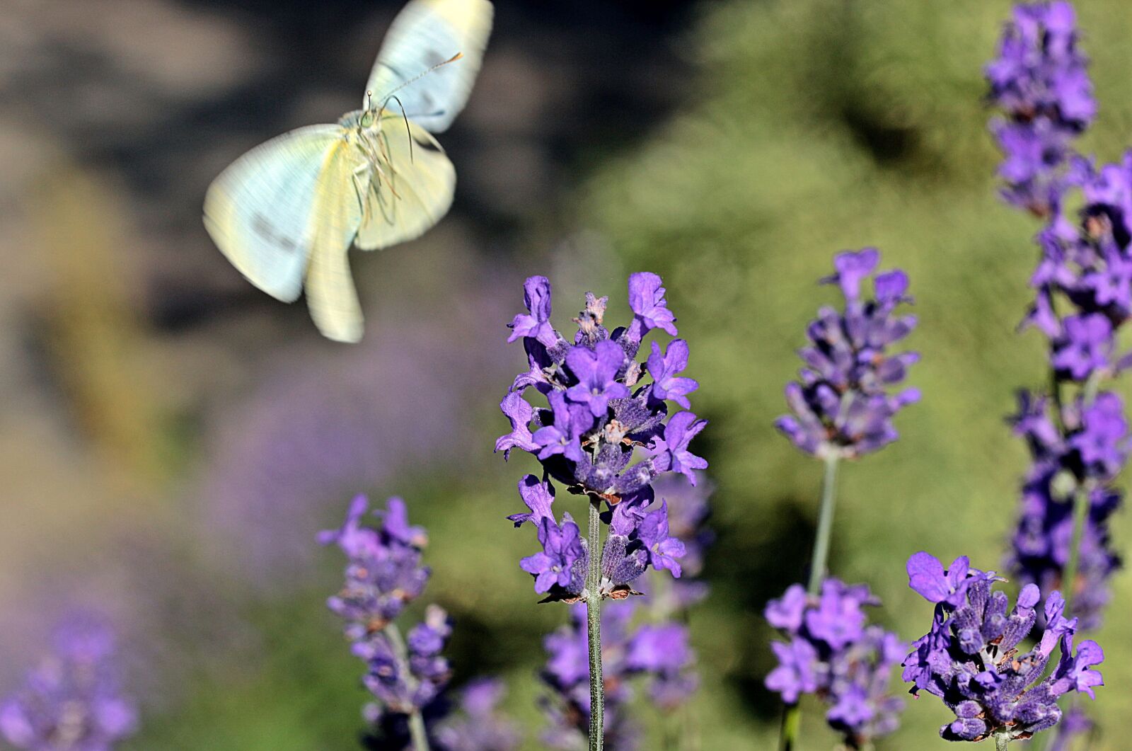 Canon EOS 650D (EOS Rebel T4i / EOS Kiss X6i) sample photo. Lavender, true lavender, narrow photography