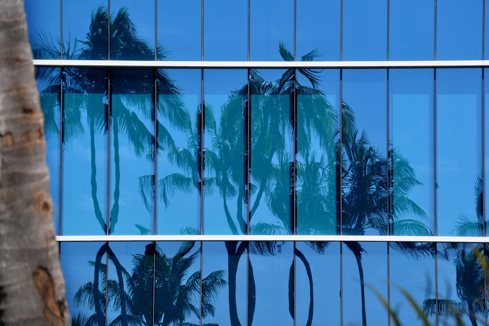 Nikon D5000 sample photo. Miami, palm, hotel photography