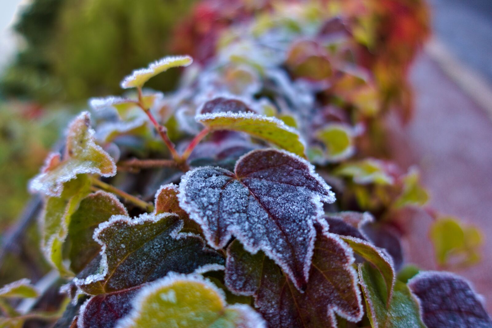 Sony DSC-RX100M5A sample photo. Vine-virgin, leaf, frost photography