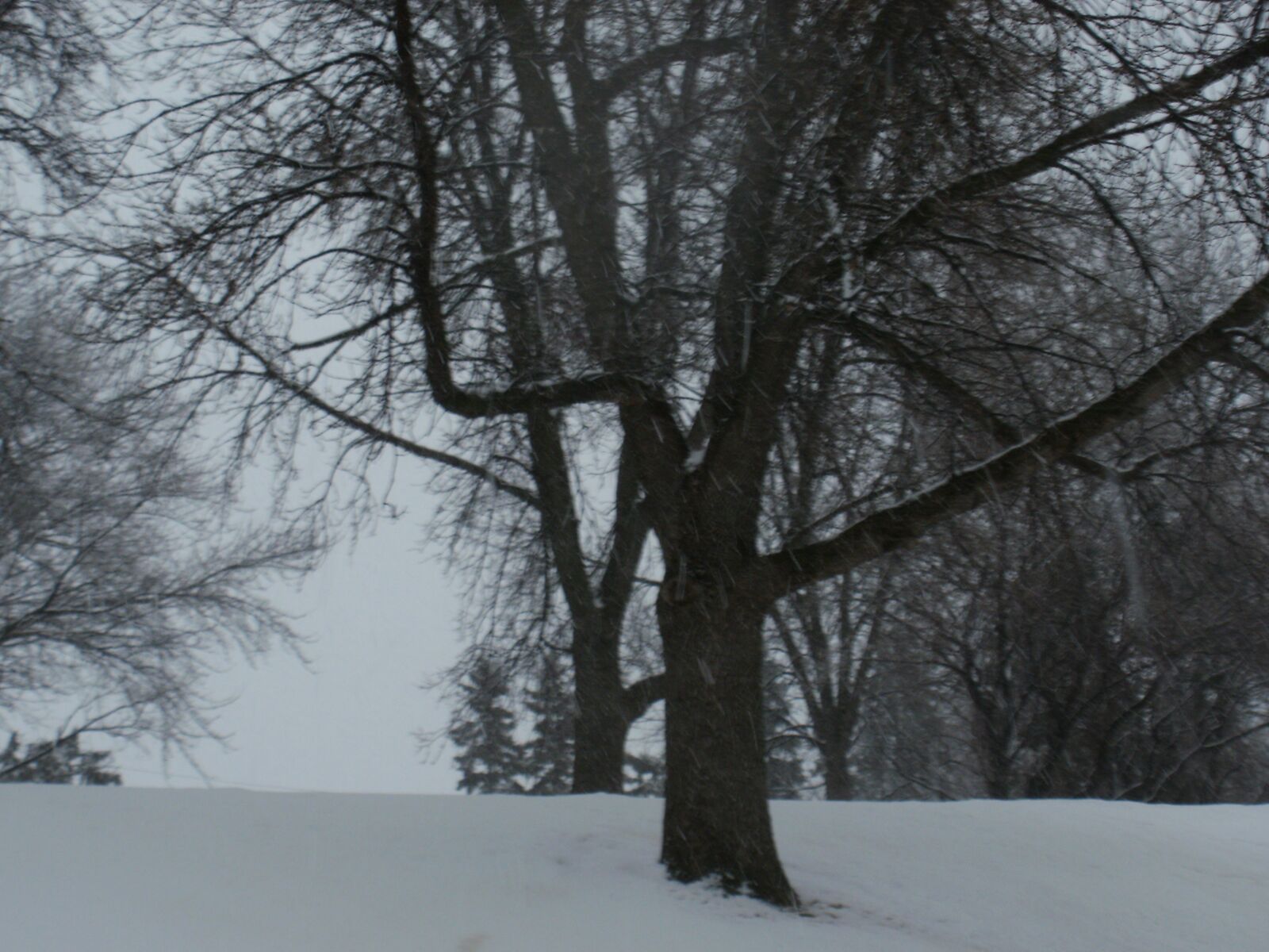 Olympus FE46,X41,X42 sample photo. Winter, trees, snow photography