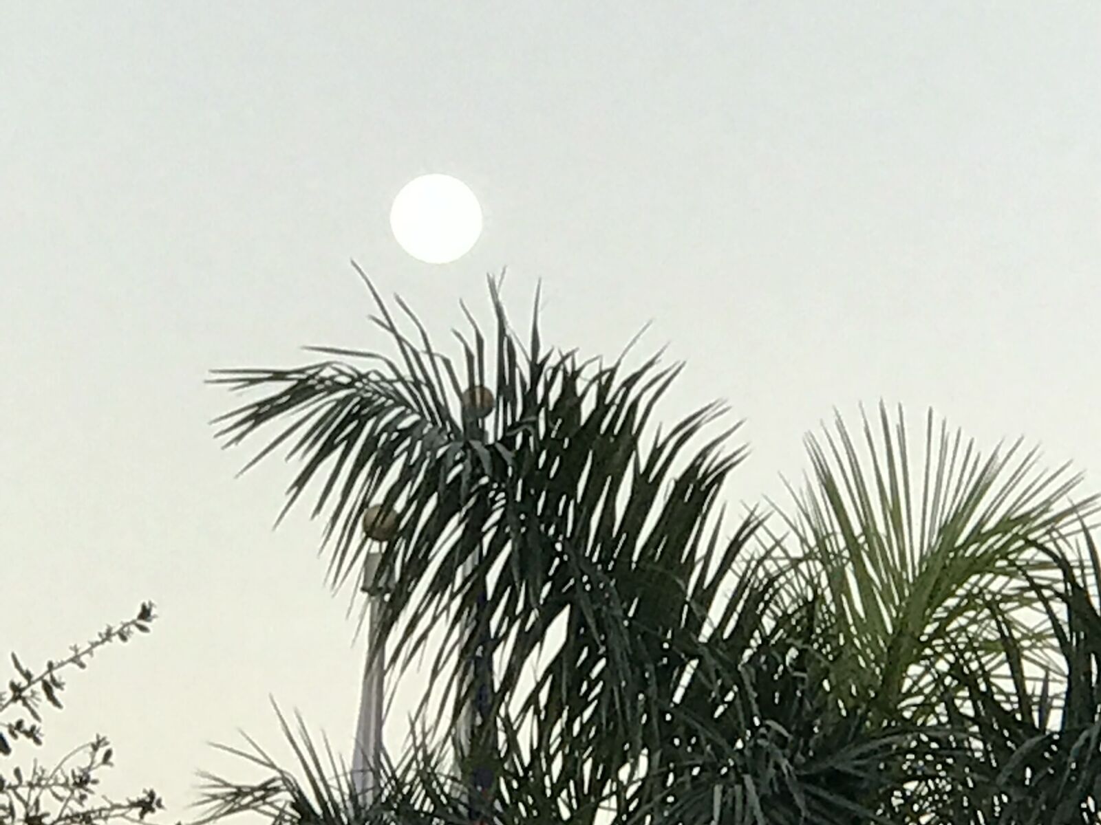 Apple iPhone 7 Plus sample photo. Palm, tree, palm tree photography