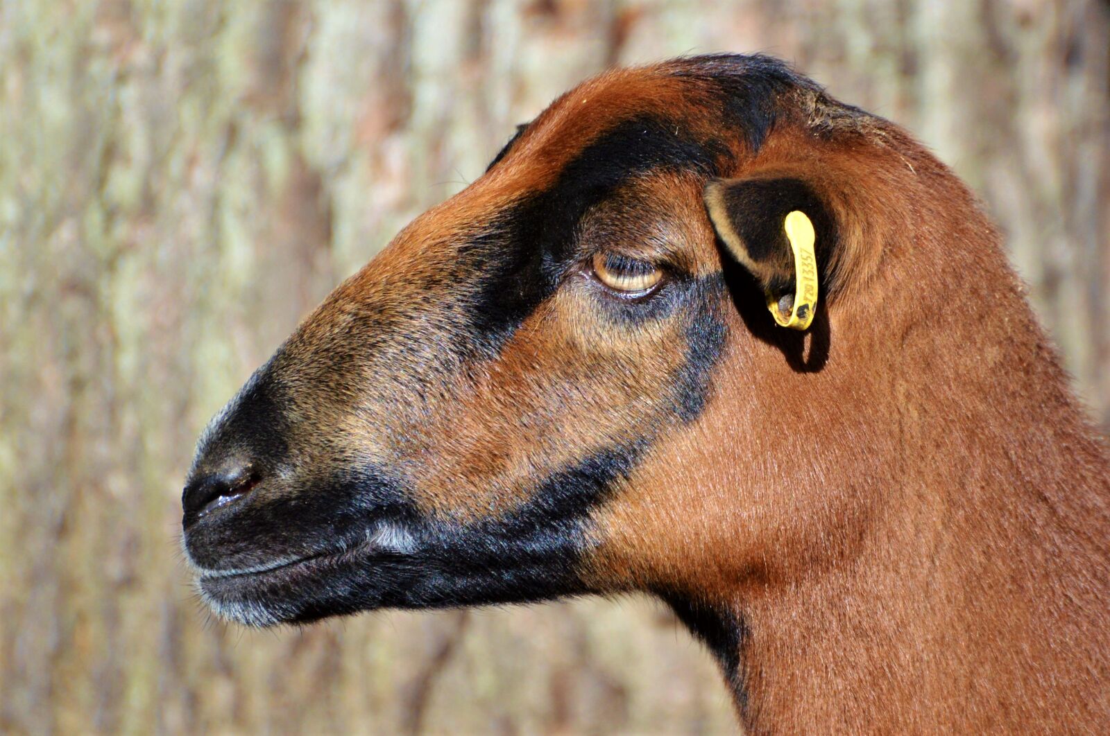 Nikon D3200 sample photo. Sheep, animals, sheep's wool photography