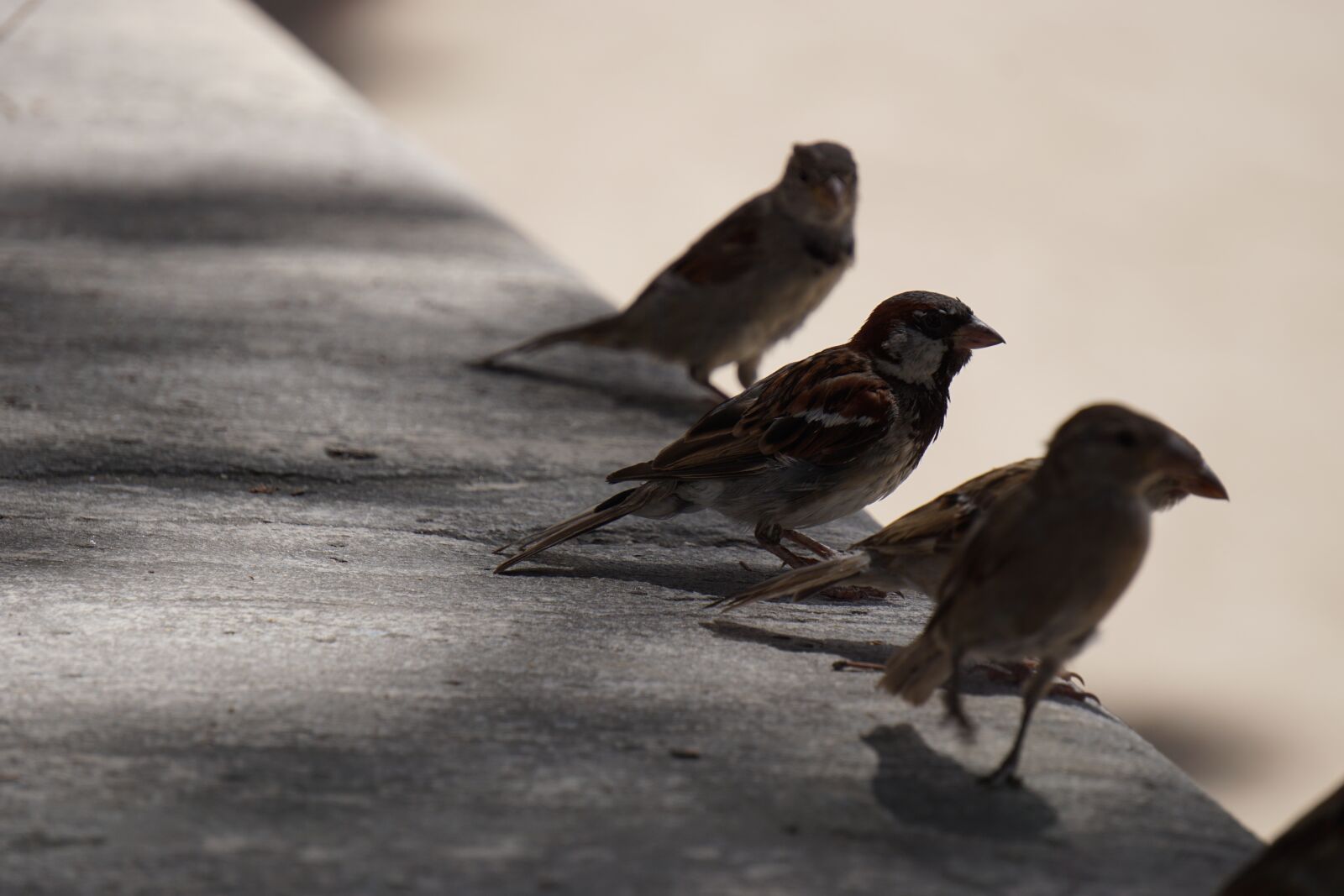 Sony E 55-210mm F4.5-6.3 OSS sample photo. Bird, birds, ave photography