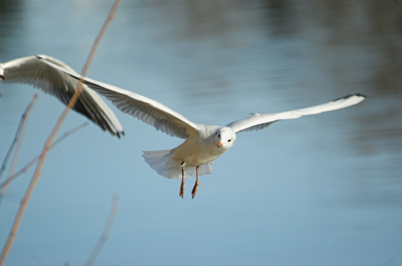 Nikon D70 sample photo. Seagull, bird, water bird photography