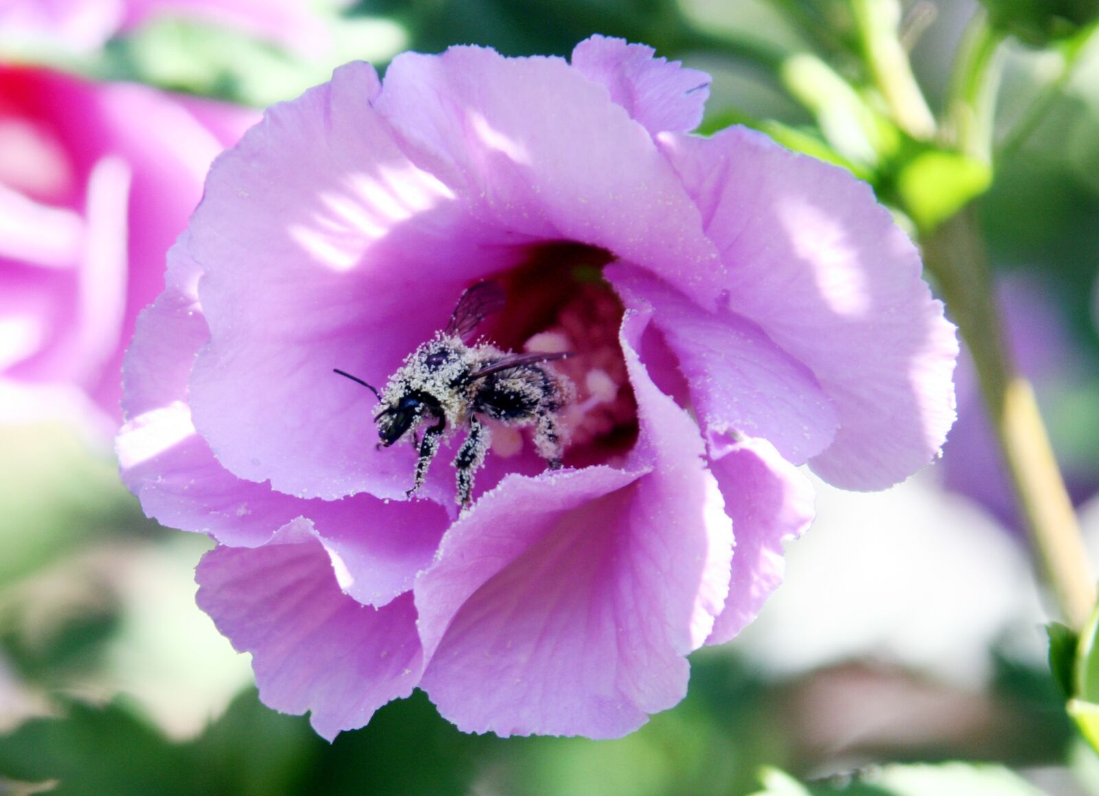 Canon EOS 350D (EOS Digital Rebel XT / EOS Kiss Digital N) sample photo. Flower, bee, pollen photography