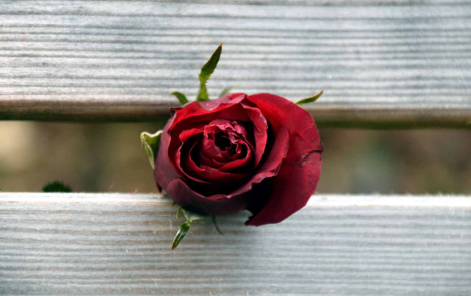Nikon D3300 sample photo. Rose, wood, red photography