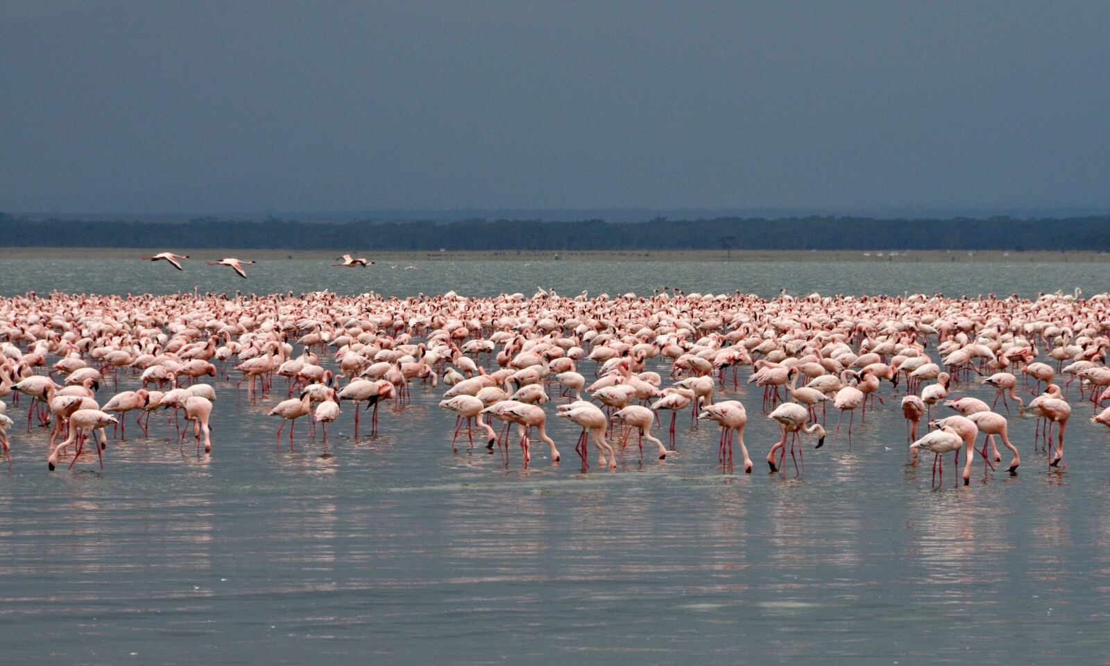 Nikon D5000 sample photo. Flamingo, birds, nakuru photography