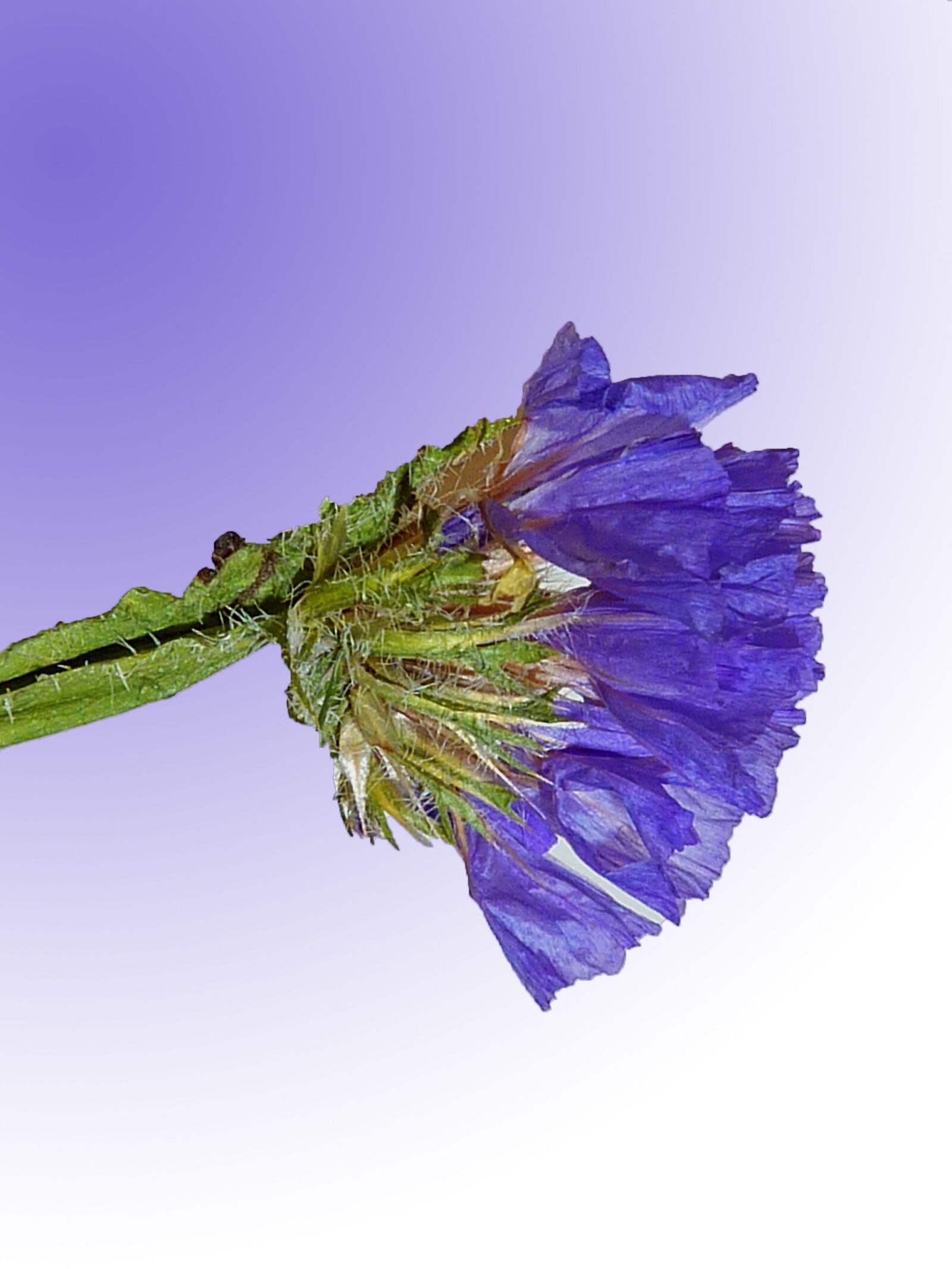 Panasonic DMC-TZ7 sample photo. Straw flowers, trockenblume, flower photography