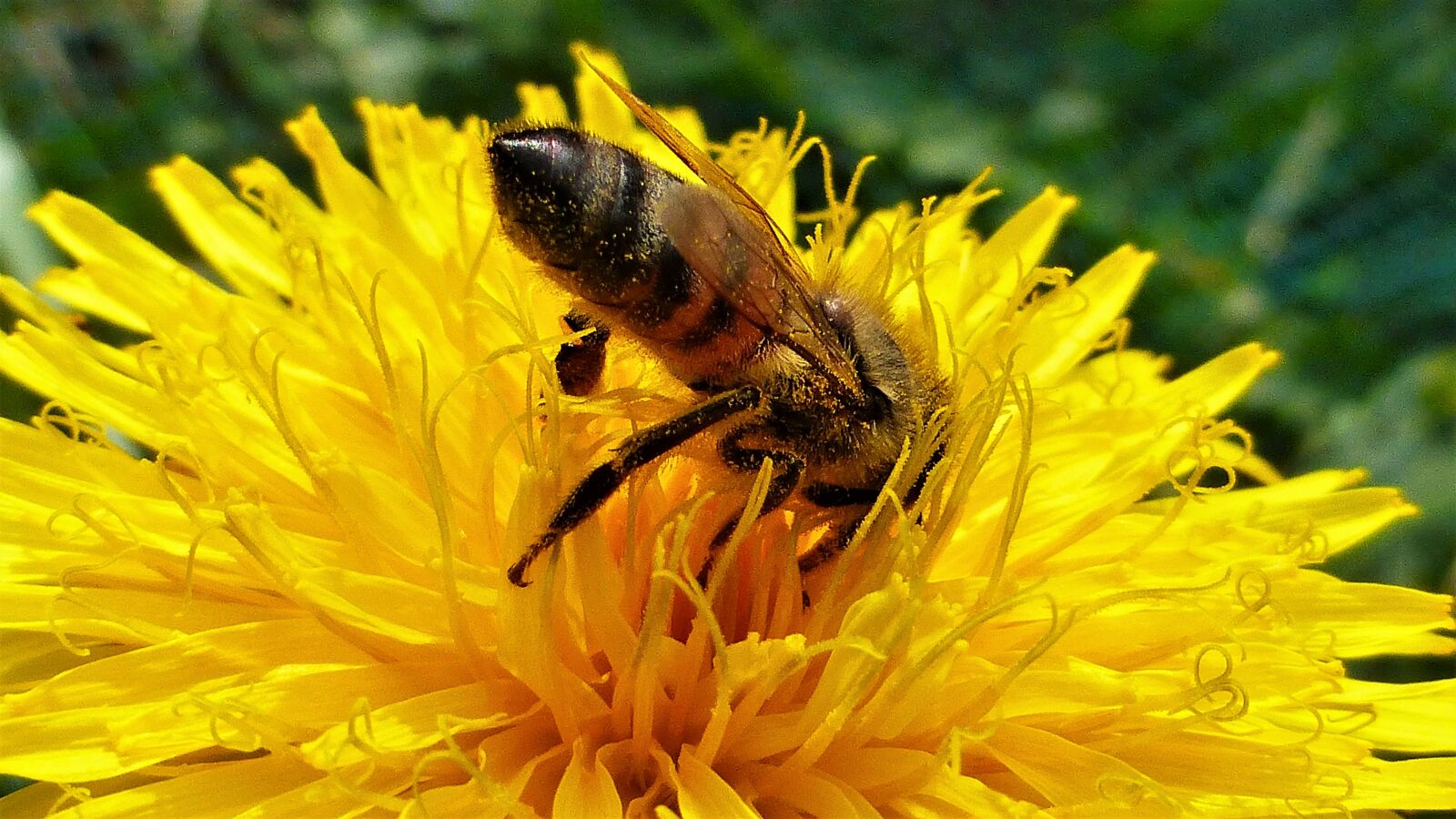 Panasonic Lumix DMC-ZS25 (Lumix DMC-TZ35) sample photo. Nature, flower, bee photography