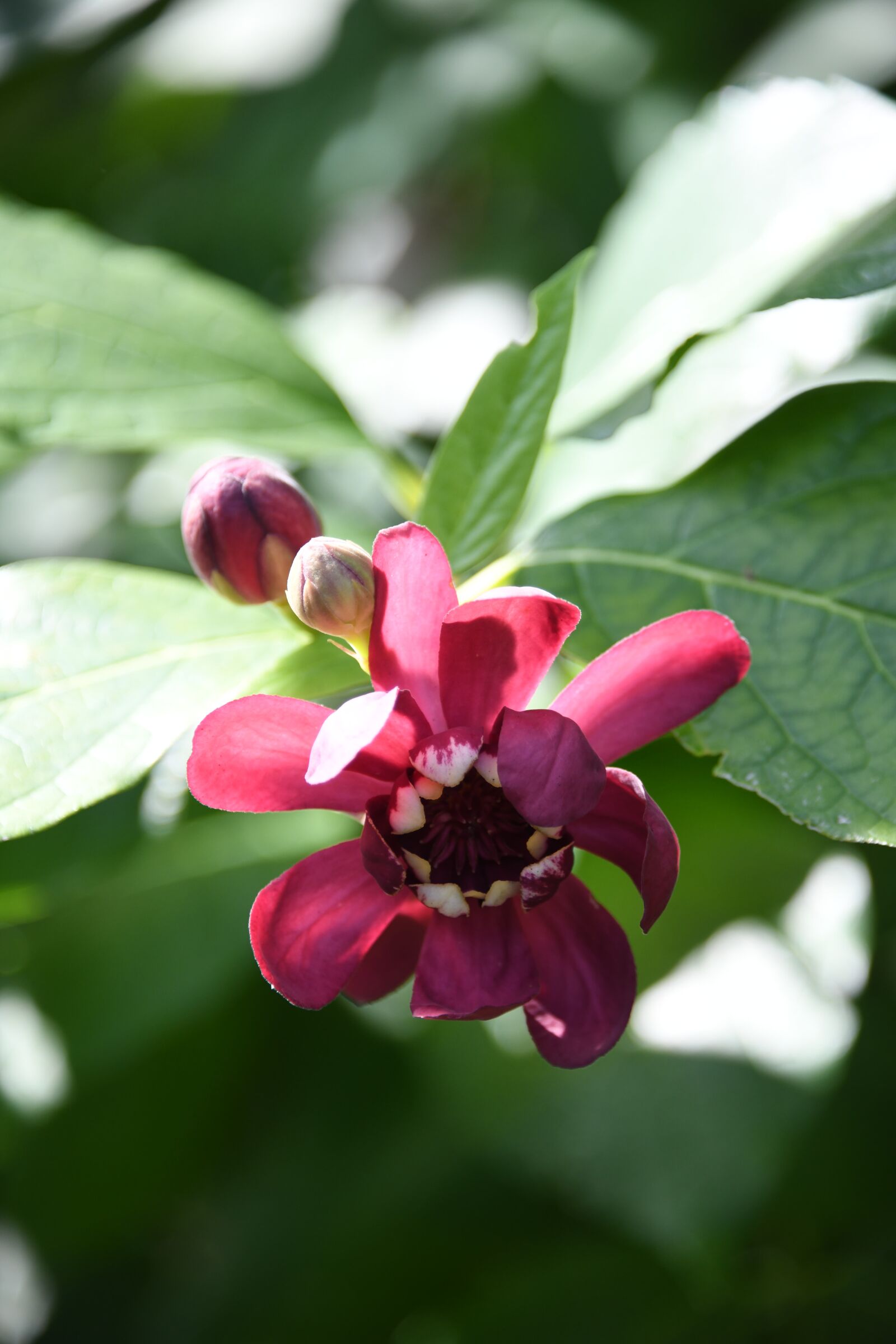 Nikon D850 sample photo. Flower, plant, blossom photography