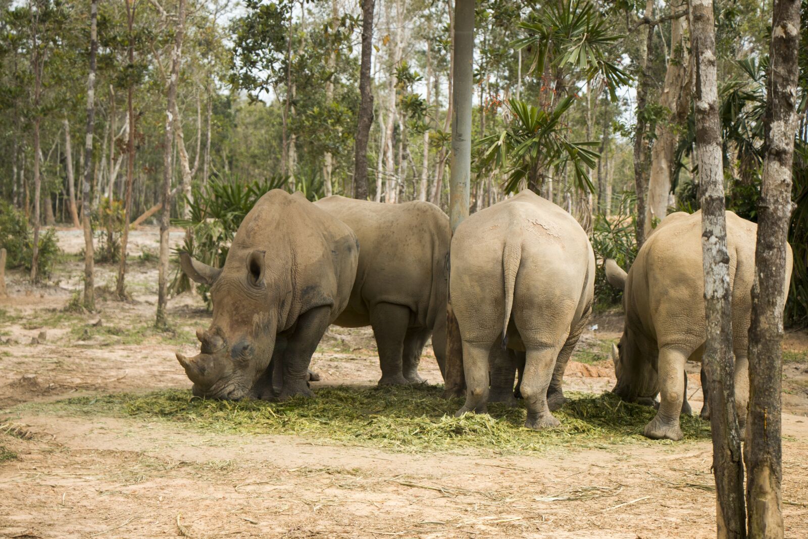Canon EOS 70D sample photo. Rhinoceros, safari, animal photography