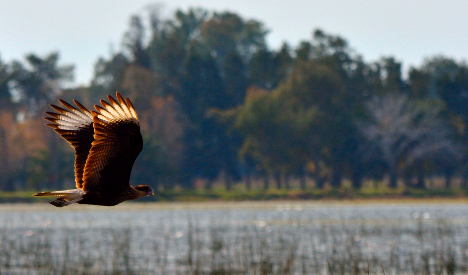Nikon D5200 sample photo. Carancho, ave, bird in photography