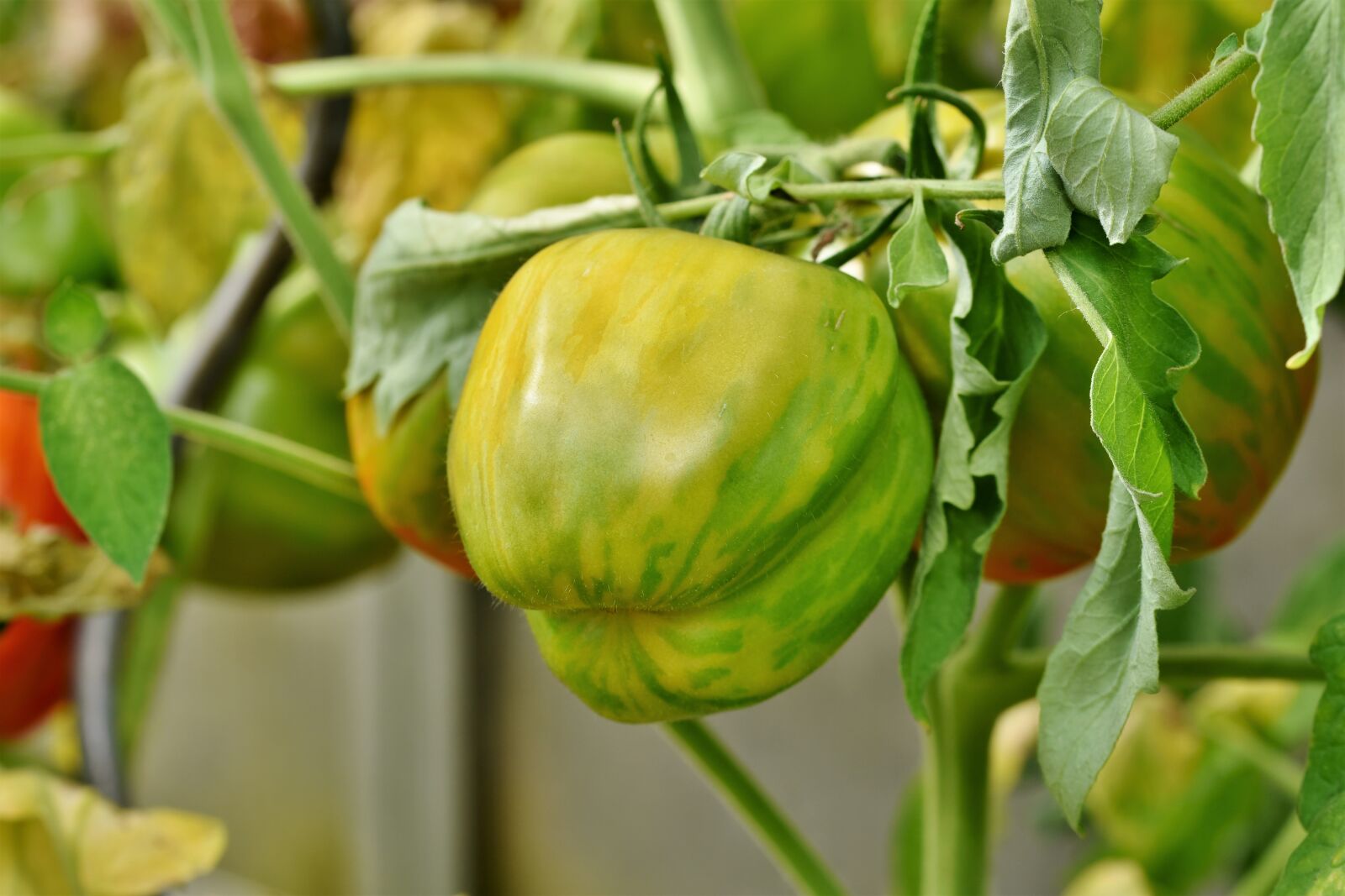 Nikon D7200 sample photo. Tomatoes, bush tomatoes, tomatenrispe photography