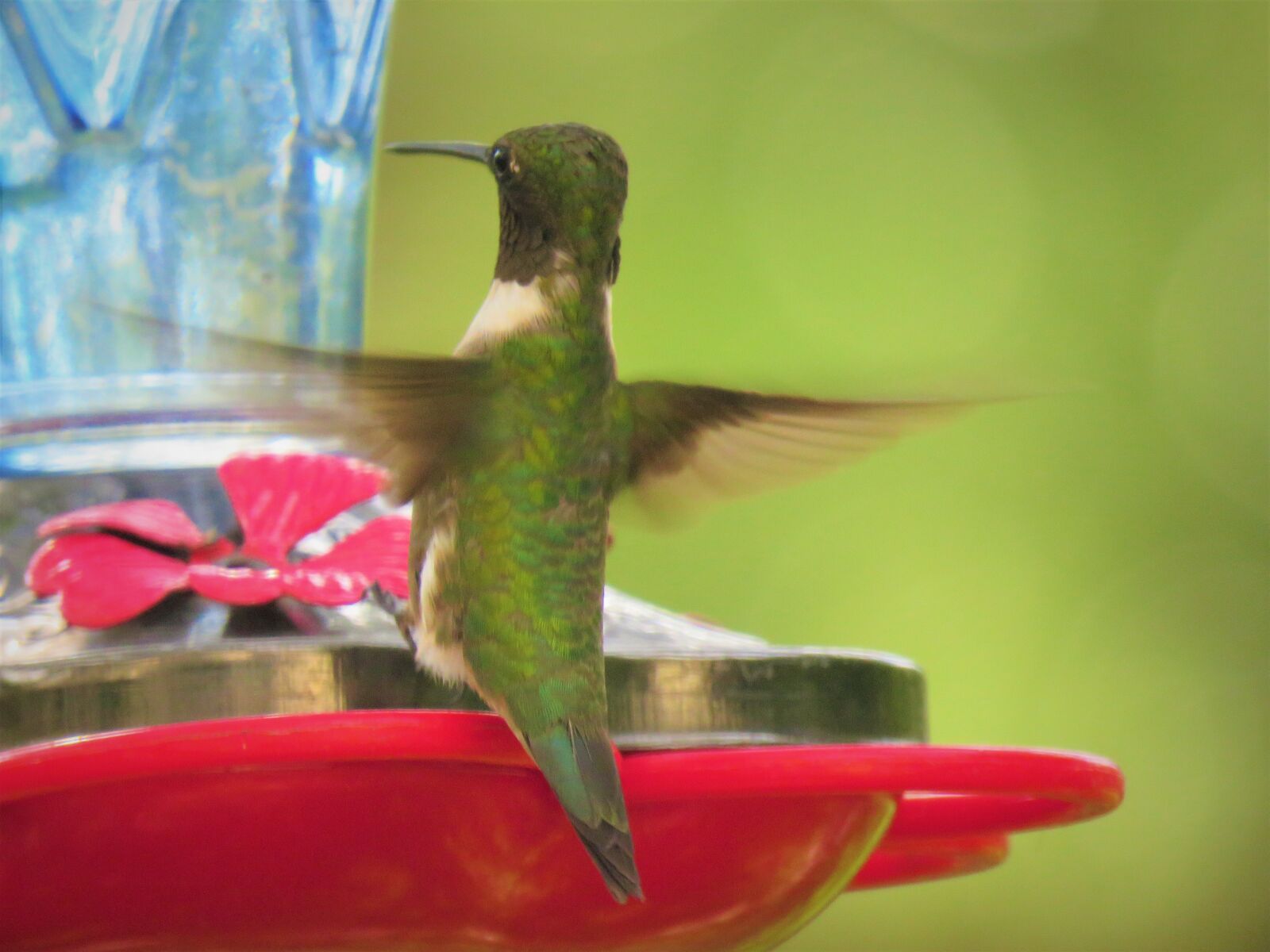 Canon PowerShot SX60 HS sample photo. Bird, hummingbird, rear view photography