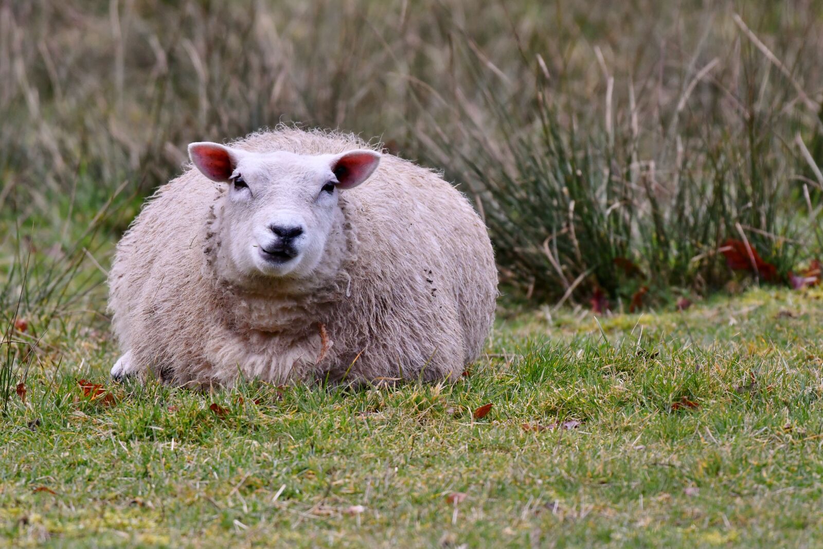 Nikon D500 sample photo. Sheep, mammal, wool photography