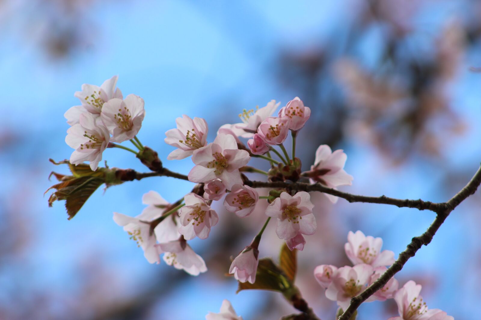 Canon EF 75-300mm f/4-5.6 sample photo. Spring, plant, flower photography