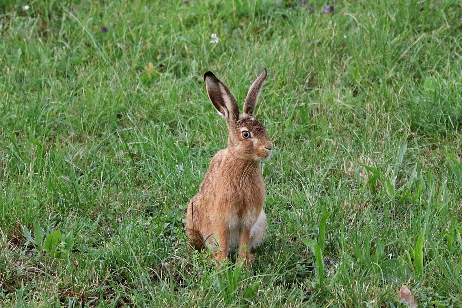 Canon EF 70-300 F4-5.6 IS II USM sample photo. Hare, rabbit ears, rabbit photography