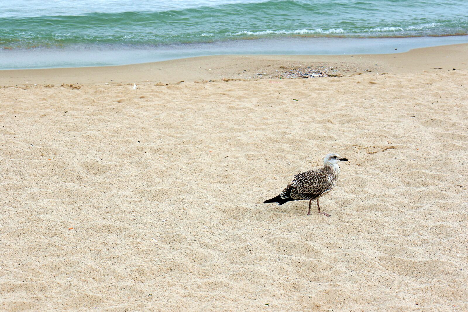 Canon EOS 7D Mark II sample photo. Seagull, bird, sea photography