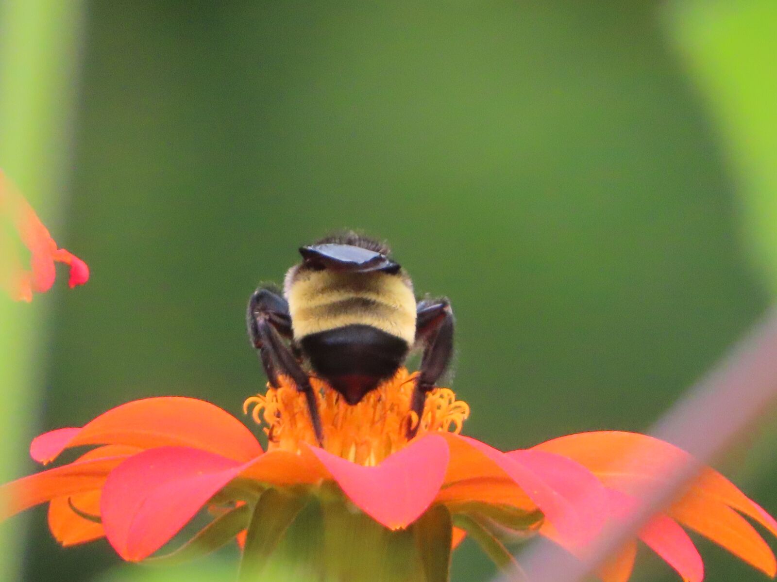 Canon PowerShot SX740 HS sample photo. Bee, nectar, pollen photography