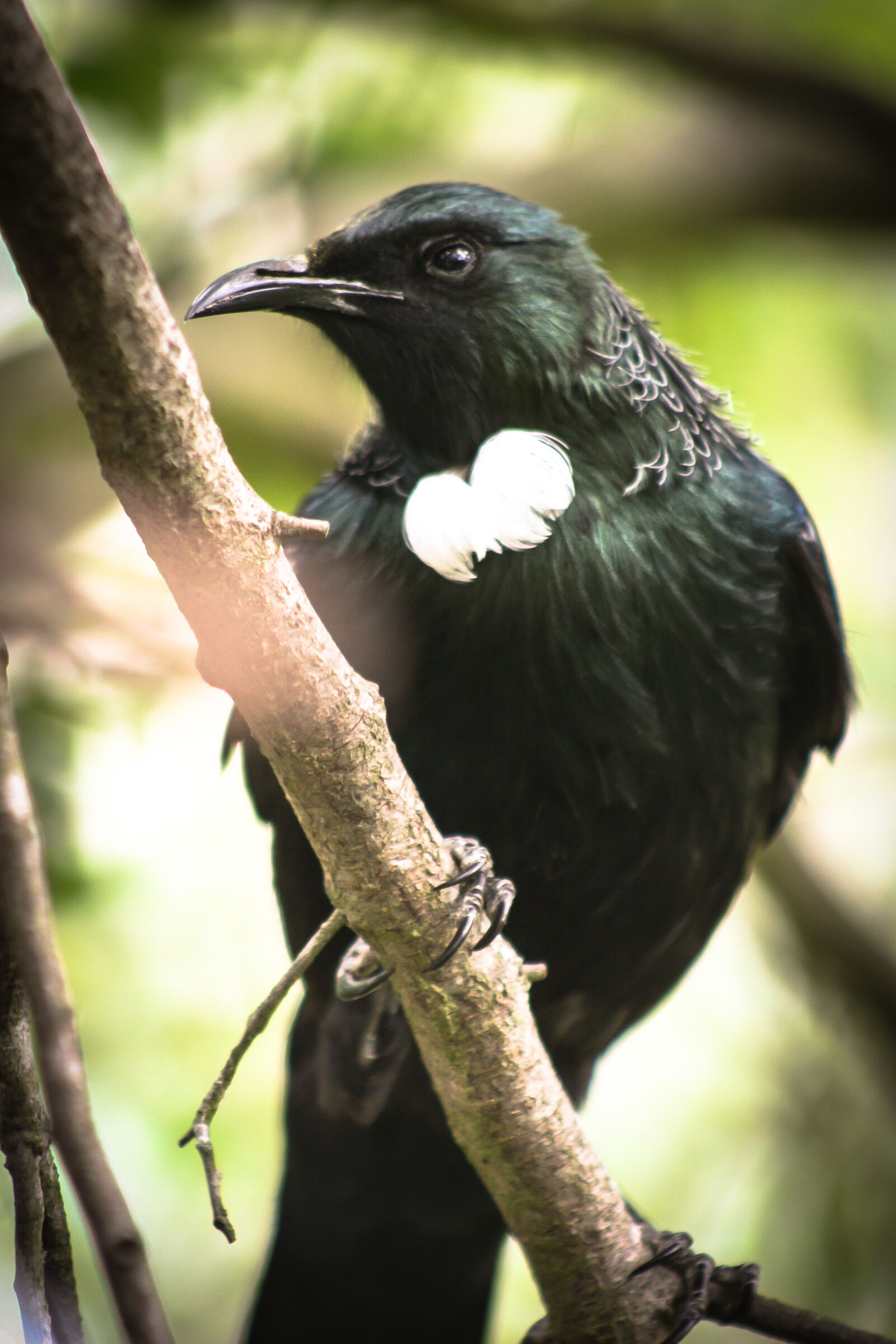 Canon EOS 20D sample photo. Bird, native, new, zealand photography