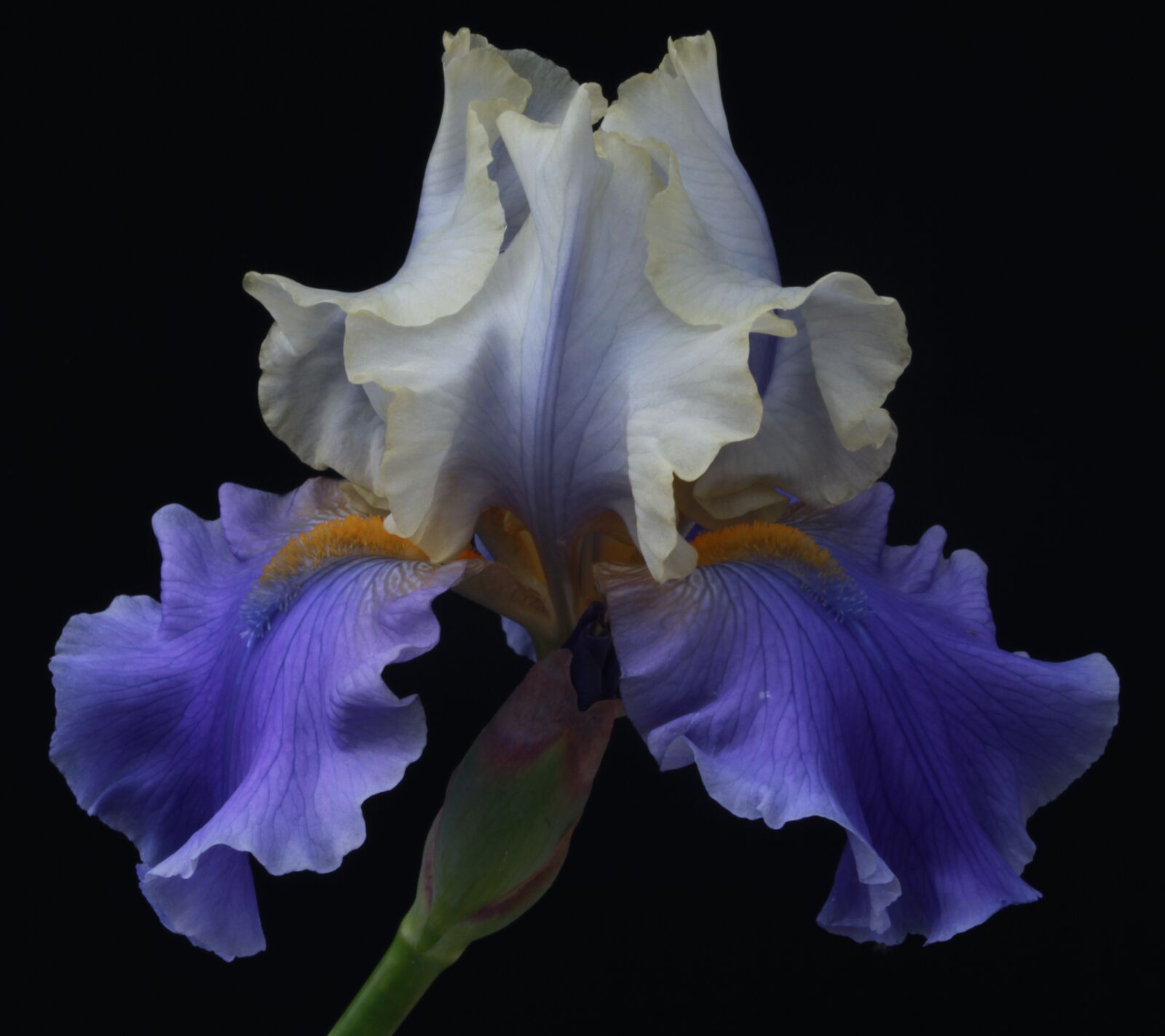 Canon EOS 5D Mark II sample photo. Blooming flowers, blossom, botany photography