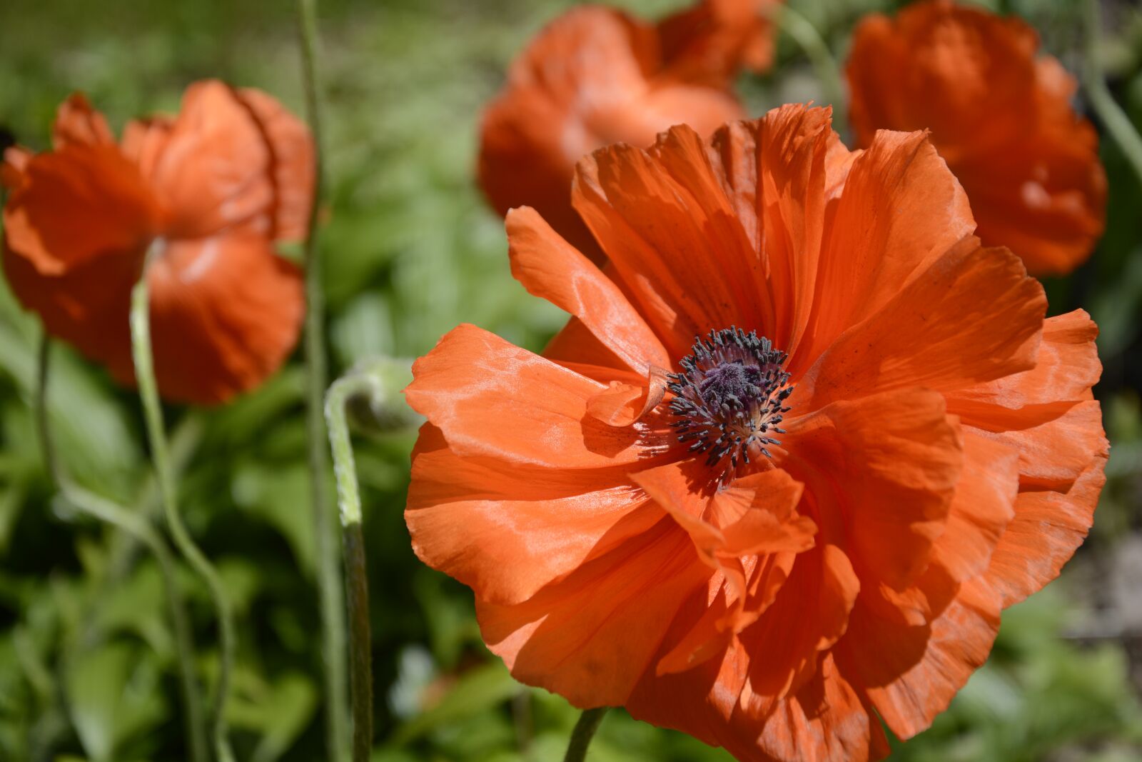 Nikon D7100 sample photo. Poppies, flowers, red photography