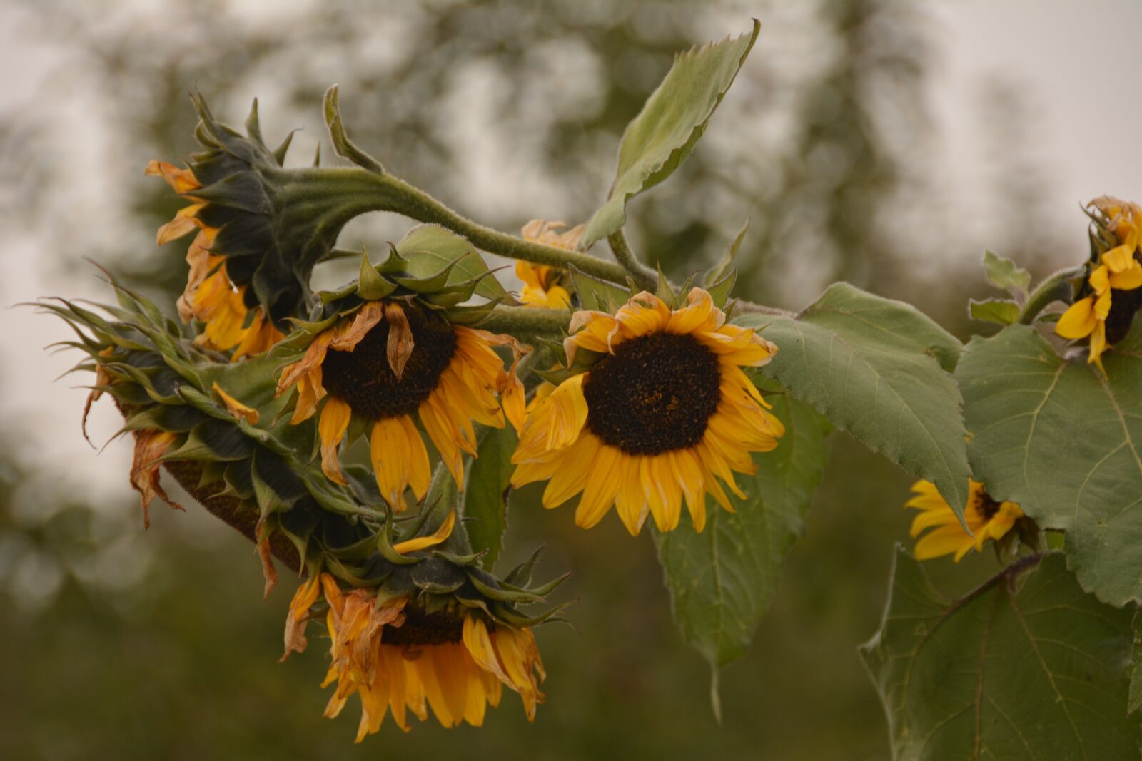 Nikon D7100 sample photo. Sunflowers, flowers, nature photography