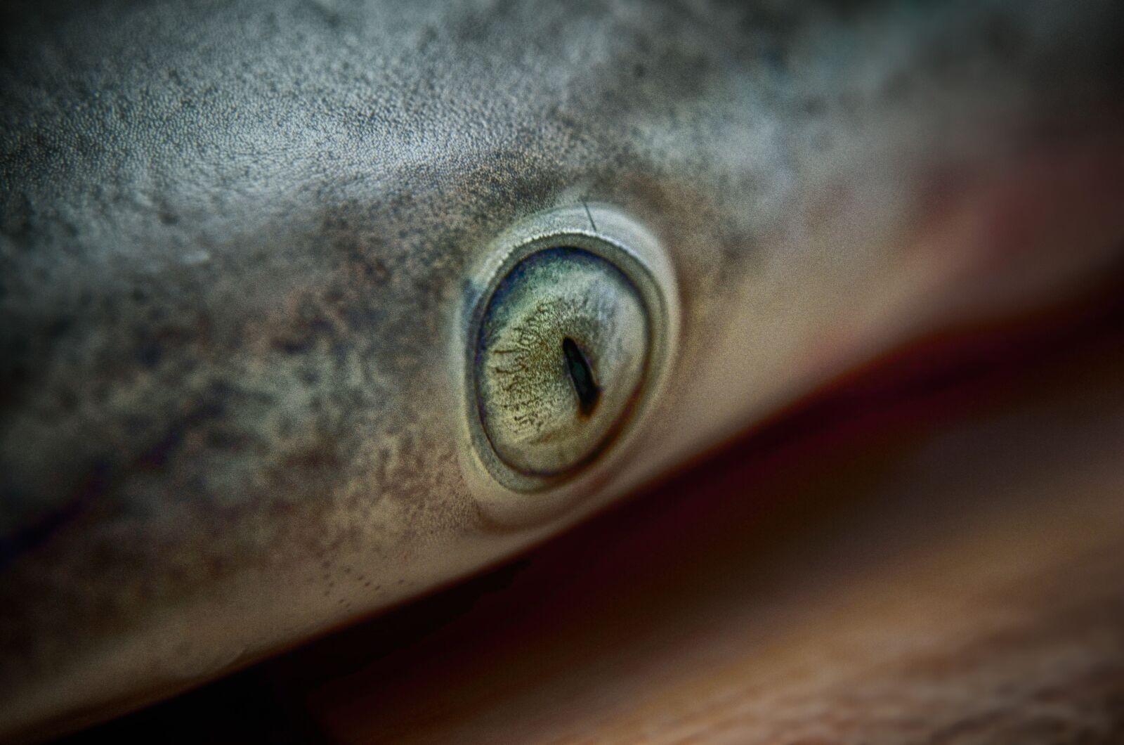 Nikon D7000 sample photo. Shark, shark eye, animal photography