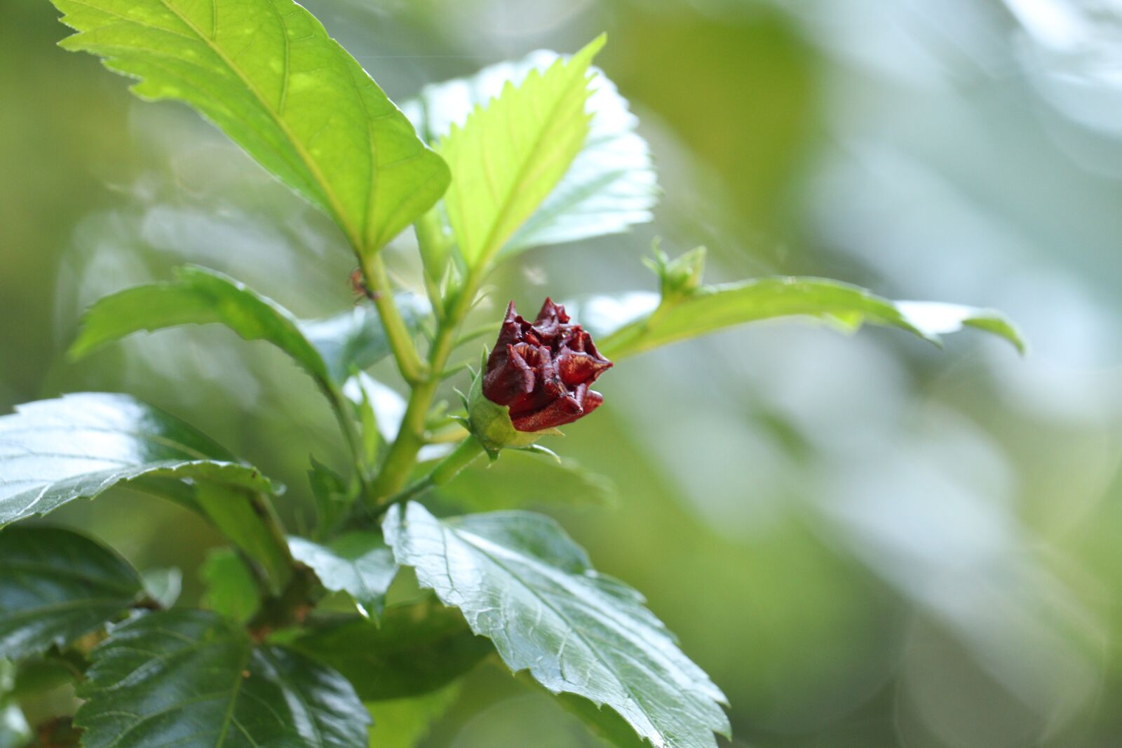 Canon EOS 250D (EOS Rebel SL3 / EOS Kiss X10 / EOS 200D II) sample photo. Green, leaf, flower photography