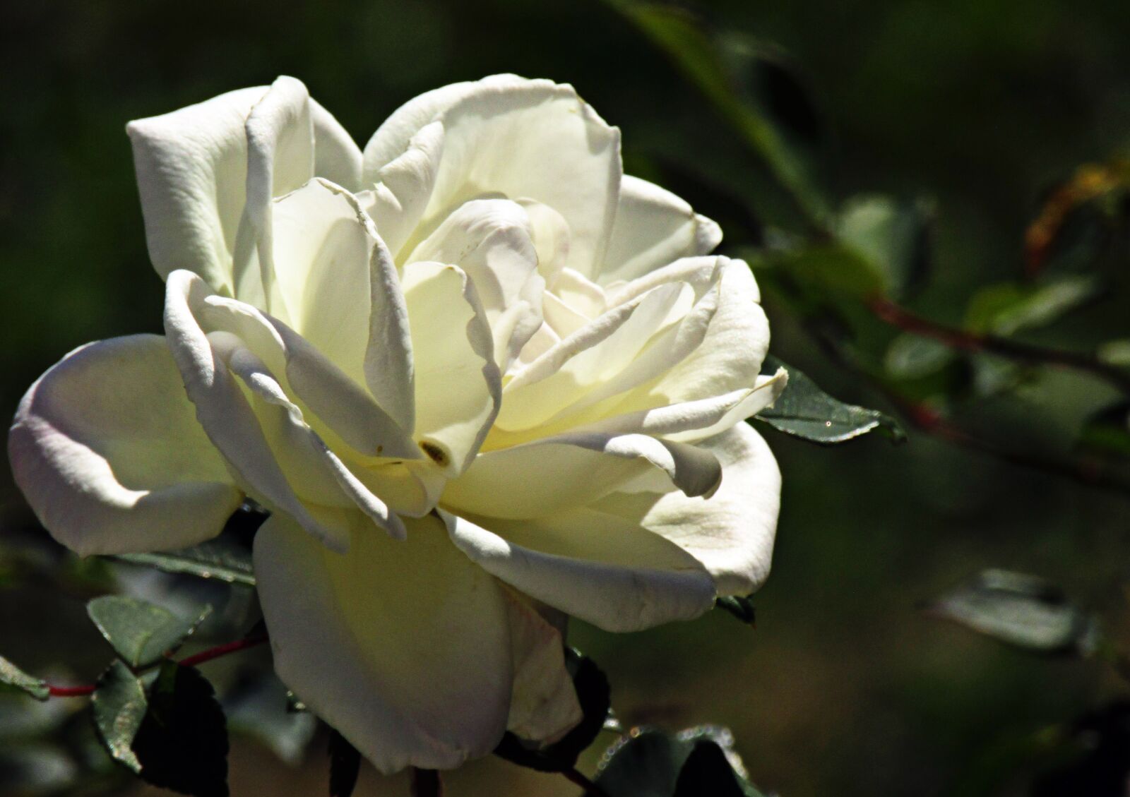 Canon PowerShot SX410 IS sample photo. Flower, nature, bloom photography