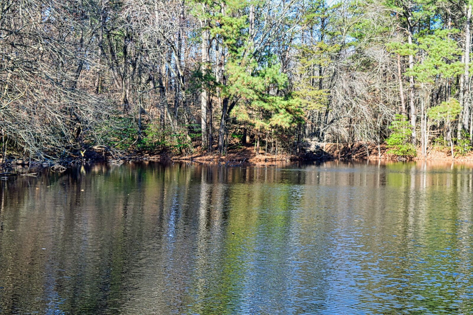 Nikon D3300 sample photo. Pond, forest, park photography
