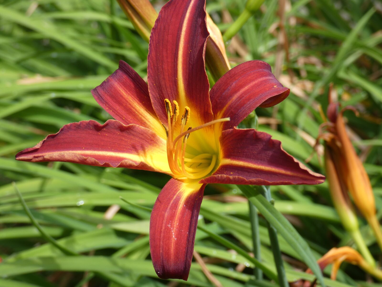 Panasonic DC-FZ83 sample photo. Day lily, flower, red photography