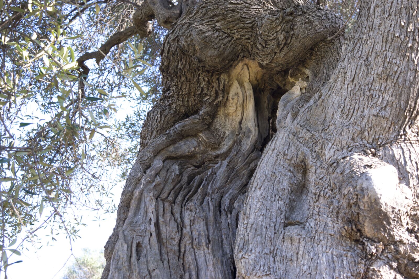 Nikon D5300 sample photo. Nature, tree, wood photography